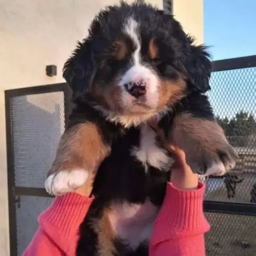 Filhotes de Bernese | Uma seleção cheia de charme para quem ama cães!