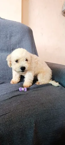 Poodle Toy Tamanho 2