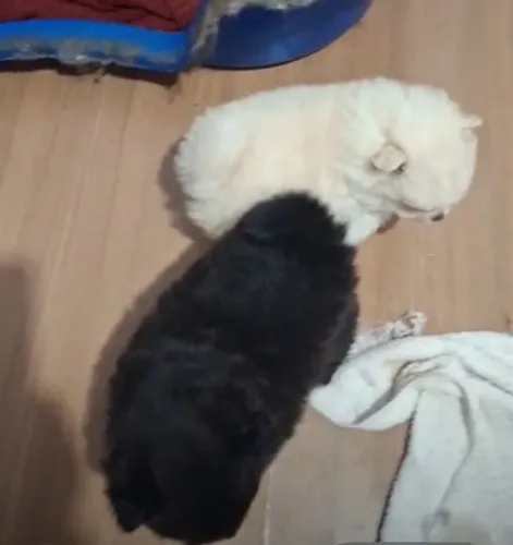 Filhote Lulu da pomerania preto