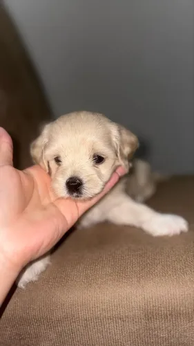 Vendo filhote de maltês com poodle