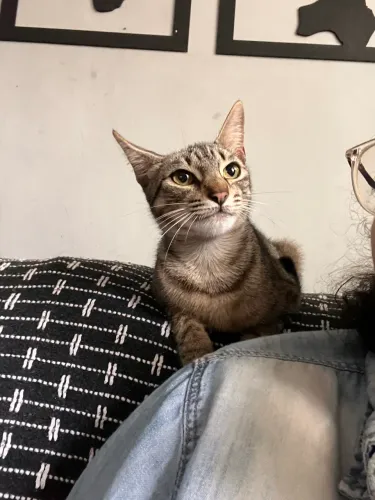 Gatinha castrada!