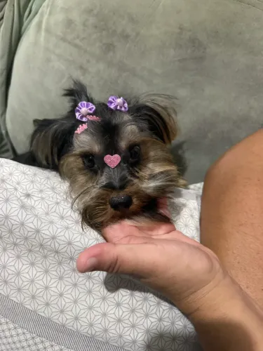 Yorkshire terrier FÊMEA COM 1 ANO MARAVILHOSA 