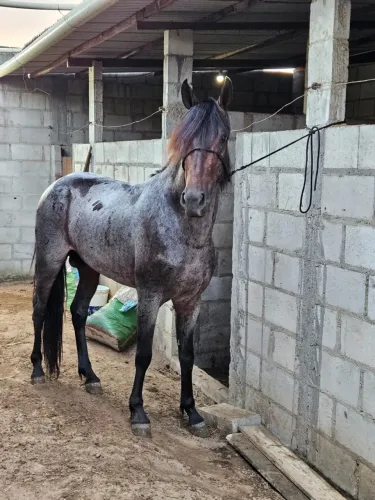 Cavalo inteiro