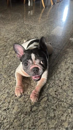 Bulldog Francês