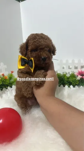 Poodle  toy e micro c/garantia 