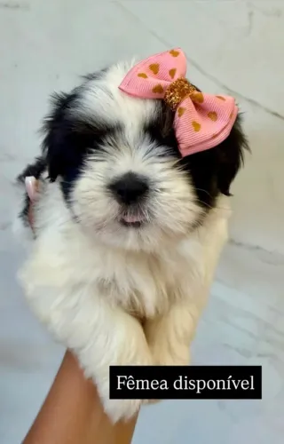 Vendo linda filhote da raça Lhasa apso 