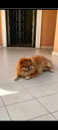 Spitz alemão Luigi procura namorado para cruzar 