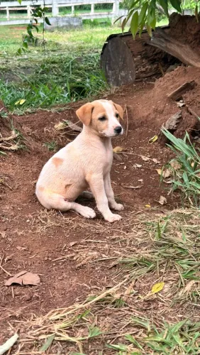 Doação Filhote raça pequena