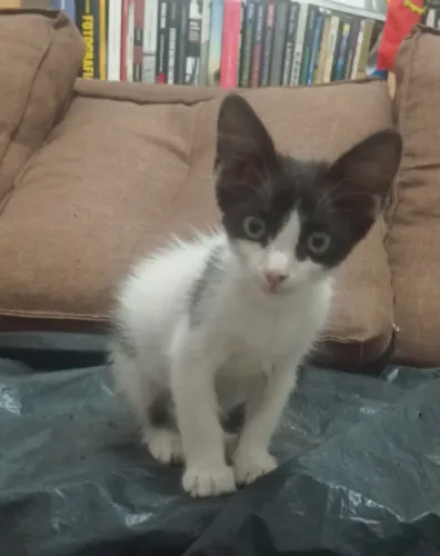 Gatinho lindo pra adoção