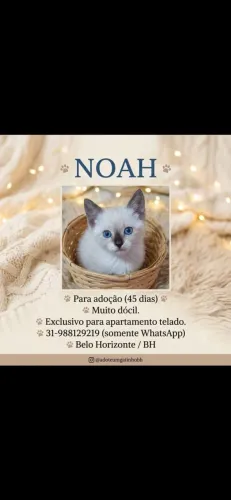 Gatinhos bebes para doaçao