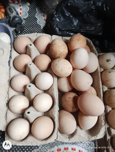 Ovos de GSB