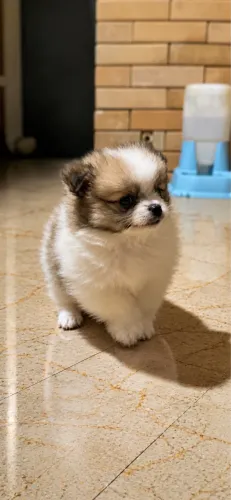 Spitz Alemão Merle