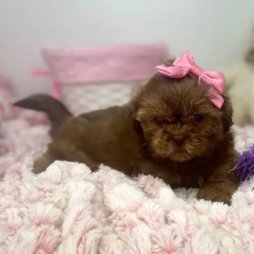Lhasa Apso/ Doçura, calma e o abraço mais quentinho de quatro patas.