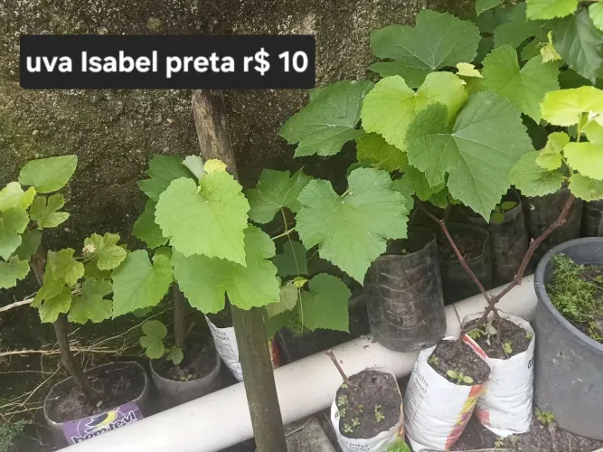 Muda de uva Isabel da preta
