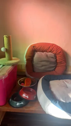 Kit para Gatos - Caminhas, Comedouros, Bebedouro e Arranhador - Usado