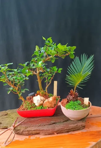 Kit Bonsai 7