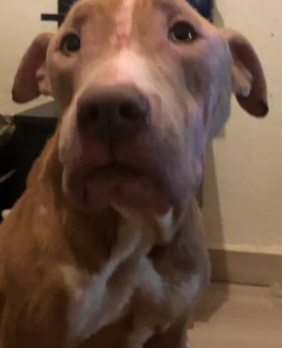 Doa-se Pitbull Resgatada - FÊMEA