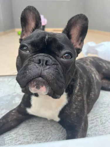 Buldogue francês fêmea