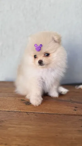 Lulu da pomerânia premium 