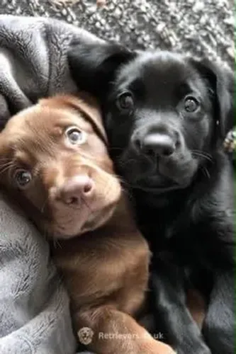 Labrador puro