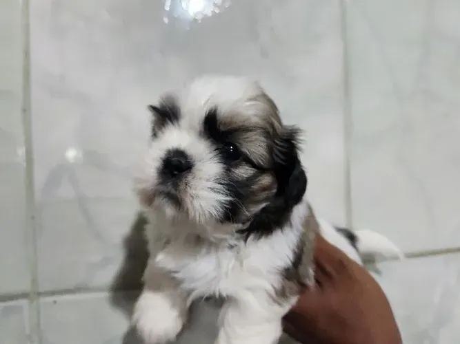 lindos fillhotes de shih tzu com documentaçao
