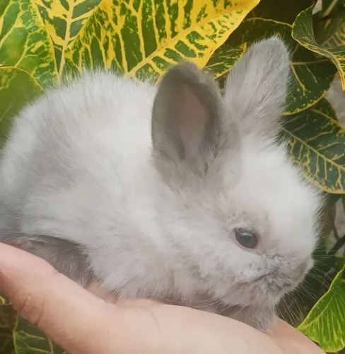 Coelho Mini angora