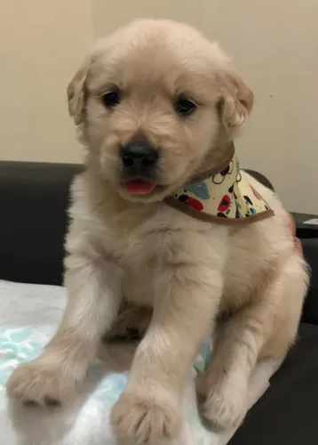 Filhotes de Golden Retrivier para venda