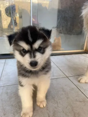 Husky siberiano seu parceiro de confiança 