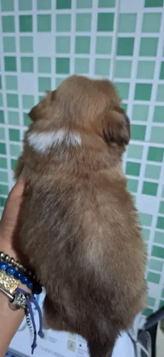 Machos Shitzu Lindos