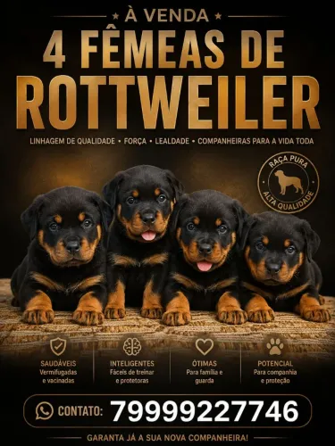 Rottweiler
