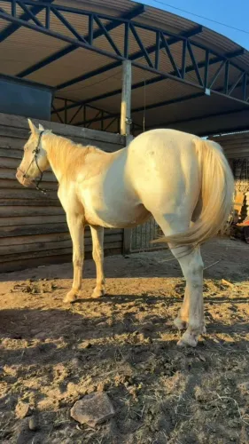 Cavalo QM Castrado