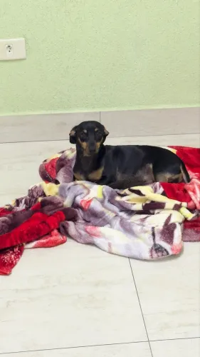 Cachorro macho Dachshund 