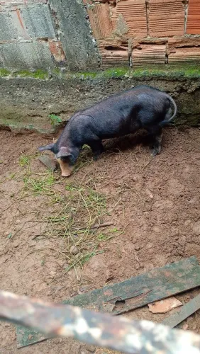 Troco em cabrita