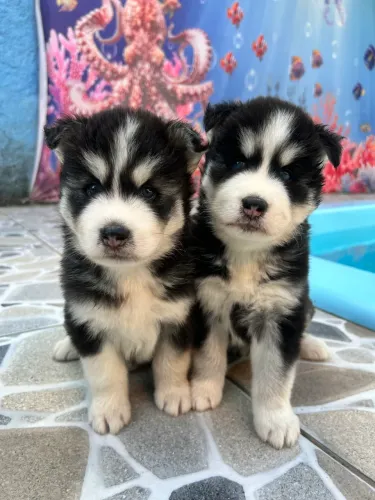 Husky Siberiano 