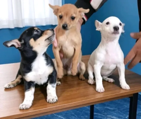 Pinscher super fofo R$1.499,00