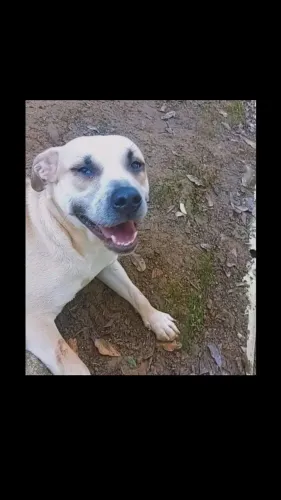 Cachorro doação consciente 