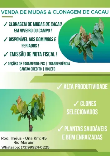 Serviço Clonagem/ Enxerto Cacau clonado 