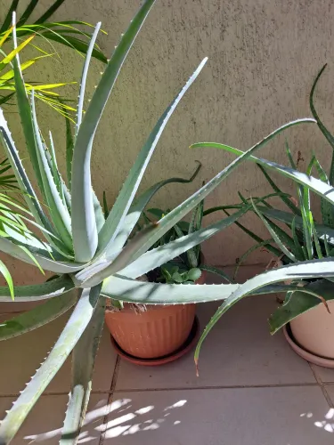 Babosa (Aloe Vera)