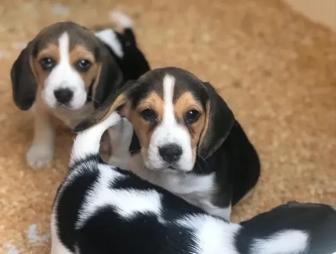 Filhote de Beagle O Parceiro Para Momentos Cheios de Alegria