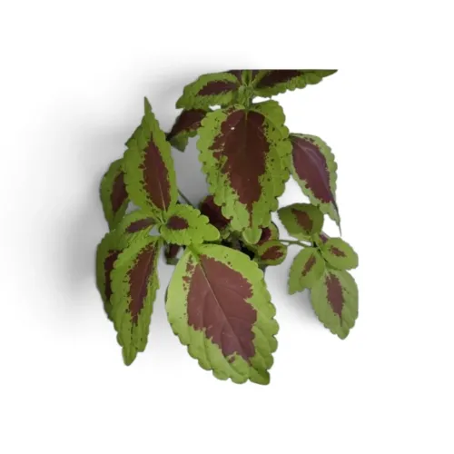 Planta Coleus