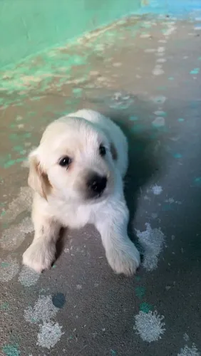 Filhotes de maltês misturando com poodle número 1 