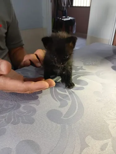 Gatinho Filhote Macho Doação