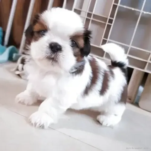 Cachorro Shih Tzu/ Shitzu dócil e peludinho filhotes macho e fêmea com garantias