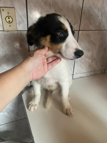 Filhote boder collie