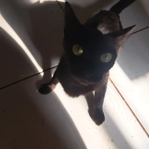 Doação de gata