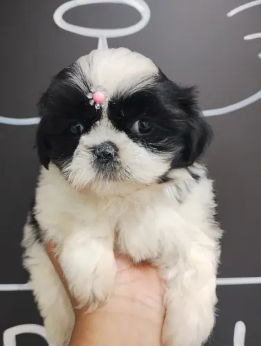 Shihtzu: Ultimas fêmeas, branca e preta