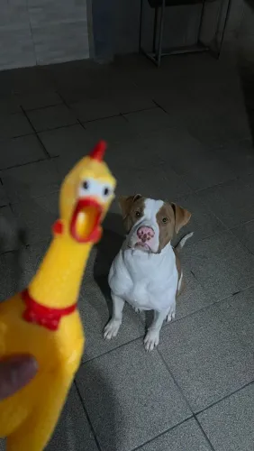 Pitbull doação