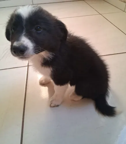 Border Collie