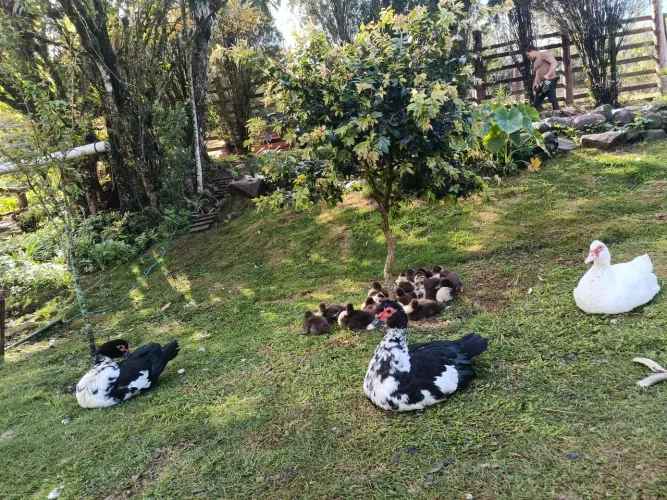 Filhotes de pato Muscovy