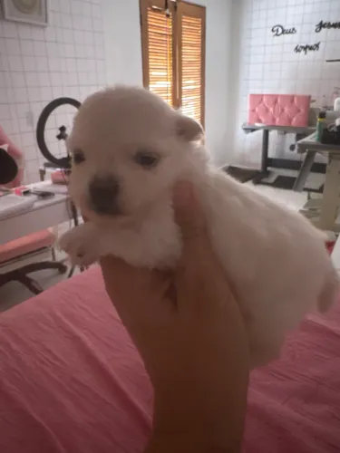 Filhotes de Lulu da pomerania